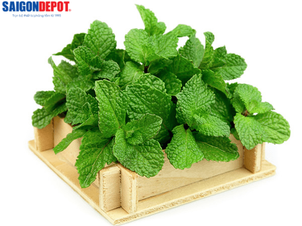 cay-trong-nha-tam (9)